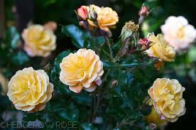 Blooming profusely from late summer through fall, confederate rose becomes the glory of the garden. Types Of Roses