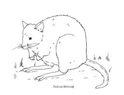 Check spelling or type a new query. Rufous Bettong Coloring Page By Mama Draw It Teachers Pay Teachers