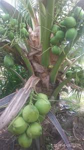 Aliran kewangan tanaman kelapa pandan. Rahsia Pokok Kelapa Pandan Berbuah Lebat Cikgu Suffi Cs