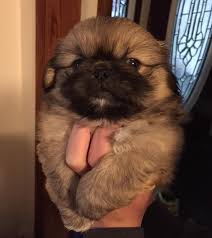 Use the search tool below and browse adoptable pekingeses! Pekingese Dog Shipping Rates Services