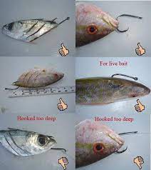 How To Hook A Bait And The Length And Depth Is Bassfishing Fishing Tips Bass Fishing Lures Crappie Fishing