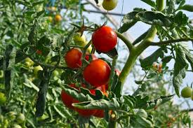 Finding the best soil pH for tomatoes and more - BAC Online