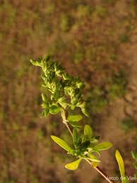 Image result for Polycarpon prostratum