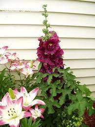 Maybe you would like to learn more about one of these? Plantfiles Pictures Alcea Double Hollyhock Garden Hollyhock Queeny Purple Alcea Rosea By Tree Climber