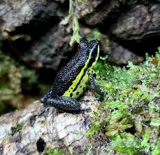 Image result for Empogona ngalaensis