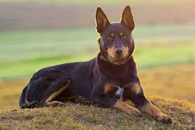 Learn about your this breed of dog with our extensive breed profile. Australian Kelpie