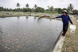 Di malaysia, sama ada ikan siakap yang diperolehi di kuala sungai, hulu sungai, tasik, kolam air masin atau kolam air tawar, ia adalah jenis yang sama iaitu spesies l. Budidaya Ikan Air Tawar Masih Terbuka Lebar Ekonomi Bisnis Com