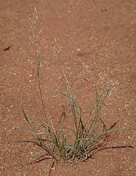 Image result for Eragrostis tenuifolia
