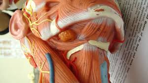 Neck diagram of muscles, arteries, and skeleton. Front Neck Anatomy Anatomy Drawing Diagram