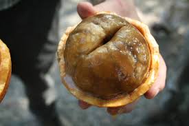 Image result for Strychnos cocculoides