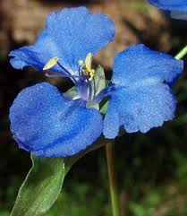 What plants are dogs allergic to. Wandering Jew And Canine Allergic Dermatitis Dogs Kalinga Park Veterinary Surgery