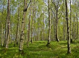 Parce sa sève accompagne merveilleusement le début du printemps. Cure De Seve De Bouleau 5 Raisons De S Y Mettre Femininbio