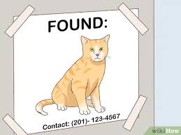 This can help keep the stray cat population in your area under control. How To Take In A Stray Cat 13 Steps With Pictures Wikihow