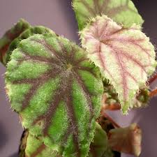 Image result for Begonia quadrialata