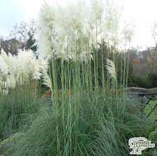 Pacific Northwest Ornamental Grasses: Ornamental Grass For Northwest |  Gardening Know How
