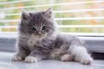 Persian Kittens For Sale by Reputable Breeders | Pets4You