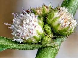 Image result for Struchium