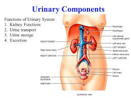 Urinary System Abdominal Aorta Body Systems Excretory System