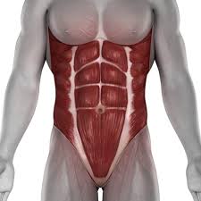 Maybe you would like to learn more about one of these? Anatomy Of The Abdominal Wall And Core Muscles