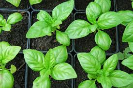 Basil doesn't leave things until the last moment, and it asks for help quickly when stressed. 7 Tips For Growing Mad Giant Basil Plants Offbeat Home Life