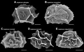 Image result for Asplenium normale