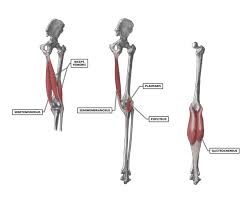 Knee assessment and hip mechanics online course: Crossfit Knee Musculature Part 2 Posterior Muscles