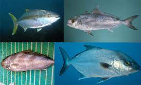 Sebab, memelihara ikan jenis ini jauh dari kata merepotkan. Kenali 3 Spesies Ikan Aji Aji Malaysia Umpan