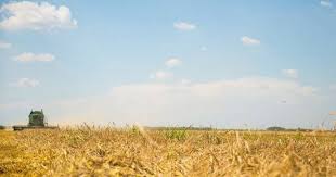 Totodată a crescut prețul de comercializare și calitatea grâului recoltat. Grau Mult Pe Bani PuÅ£ini BogÄÅ£ie In BÄrÄgan RecoltÄ De 7 Tone La Hectar