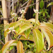 常緑樹にもある落葉シーズン きーまのヘーベル新築記録