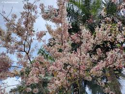 Image result for Brachystegia bakeriana