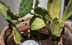 Bonjour, hier j'ai acheté a ma copine un petit cactus (15cm de haut 8 de large environ) et j'ai . c'est cool les cactus, aucun entretient enfin presque pas! Cactus Qui Jaunit Et Se Fletrit