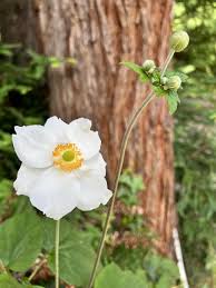 Image result for Eriocaulon mesanthemoides