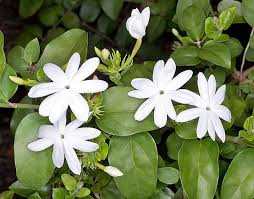 Image result for Jasminum multiflorum