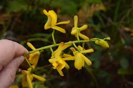 Image result for Eulophia angolensis