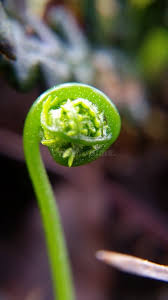 Image result for Hymenophyllaceae
