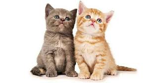 Check spelling or type a new query. 10 Penyebab Umum Bulu Kucing Rontok Tips Mencegahnya