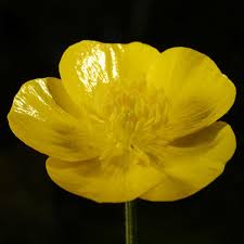 Image result for Ranunculus oreophytus