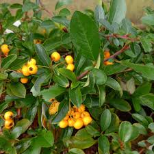 Image result for Pyracantha coccinea soleil d'or