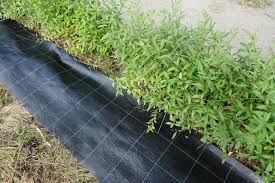Wet the cardboard down with a garden hose. How To Use Cardboard In The Garden Sara S Kitchen Garden