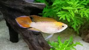 Pin On 340 Gallon Aquarium