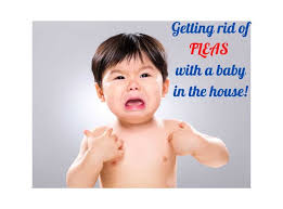 How To Get Rid Of Fleas In The House With A Baby Safely Naturally Natural Baby Life