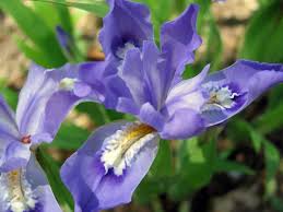 We did not find results for: Spring Flowers Orchid Flowers