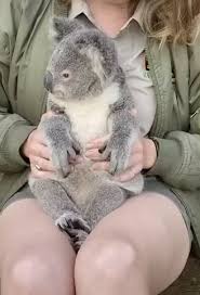 Elsa A Rescued Koala I Never Knew They Purred Koala Koala Bear Cuddly Animals