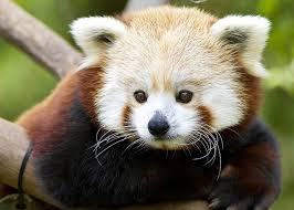 Flynn Tastic Kindness To Animals Red Panda Animals Beautiful