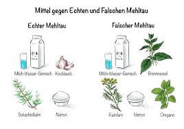 Mehltau An Rosen Erkennen Und Erfolgreich Bekampfen