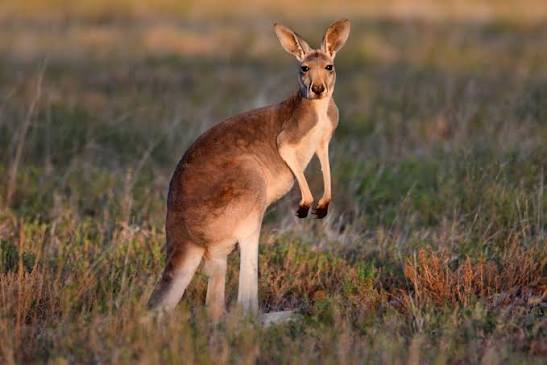 Red Kangaroo - The Australian Museum