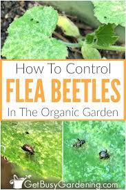 How To Control Flea Beetles In The Organic Garden Flea Beetles Garden Pests Japanese Beetles