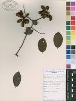 Image result for Uvaria angolensis