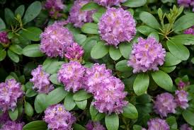 Rhododendron Roseum Elegans Azalea Flower Flower Seeds Garden Shrubs