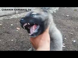 Kangal Yavrusu Yemek Yerken Ellenmez Youtube